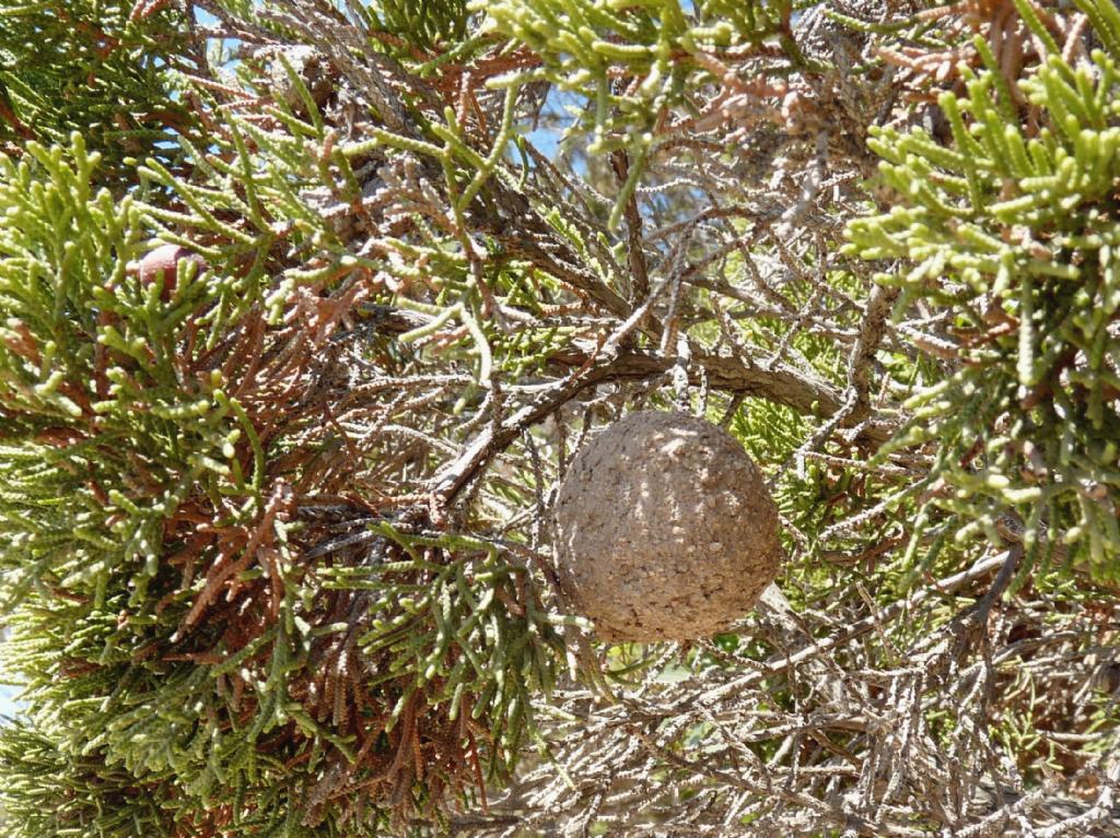 Cosa potrebbe essere? Palla sabbiosa (ma dura) con i buchi
